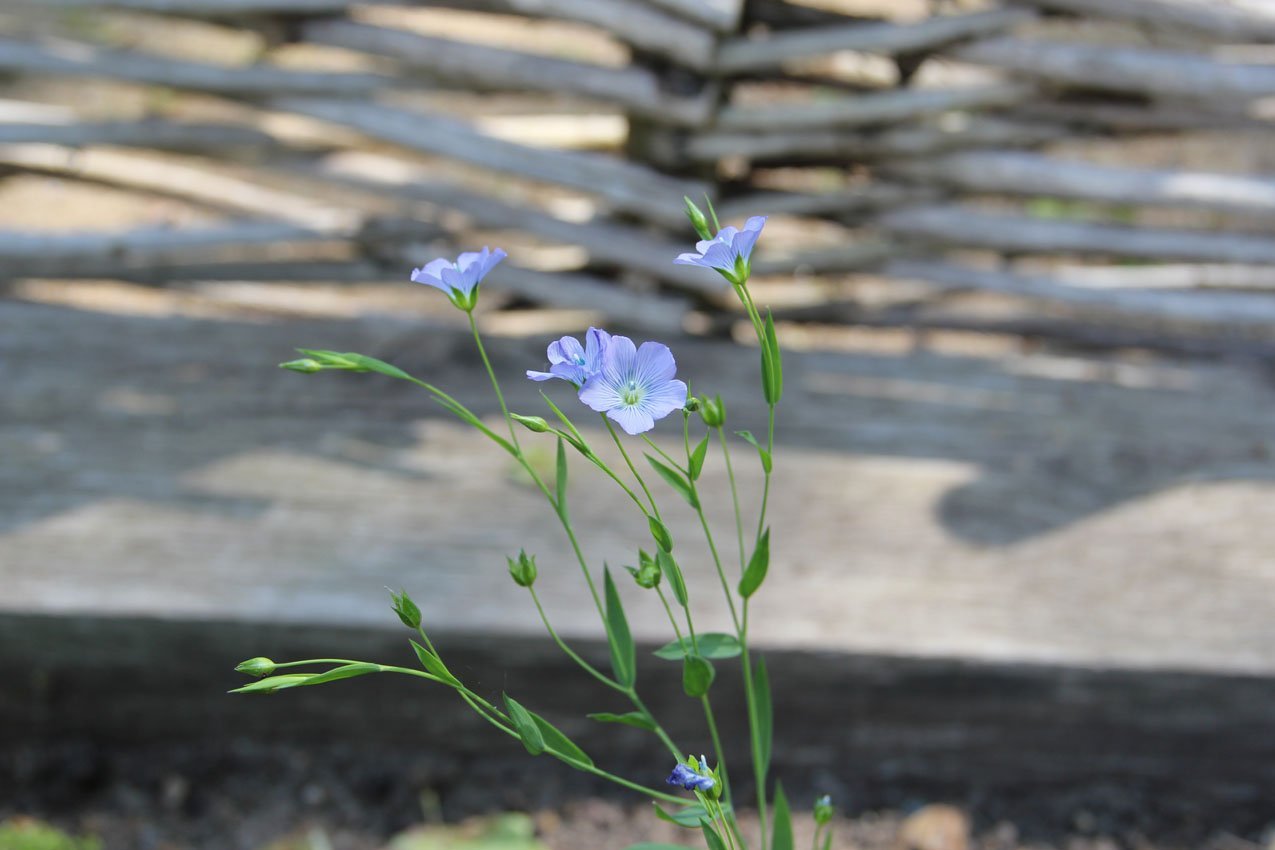 Lein, eine blaue Blume, blüht im Klostergarten. Foto: Ines Darr