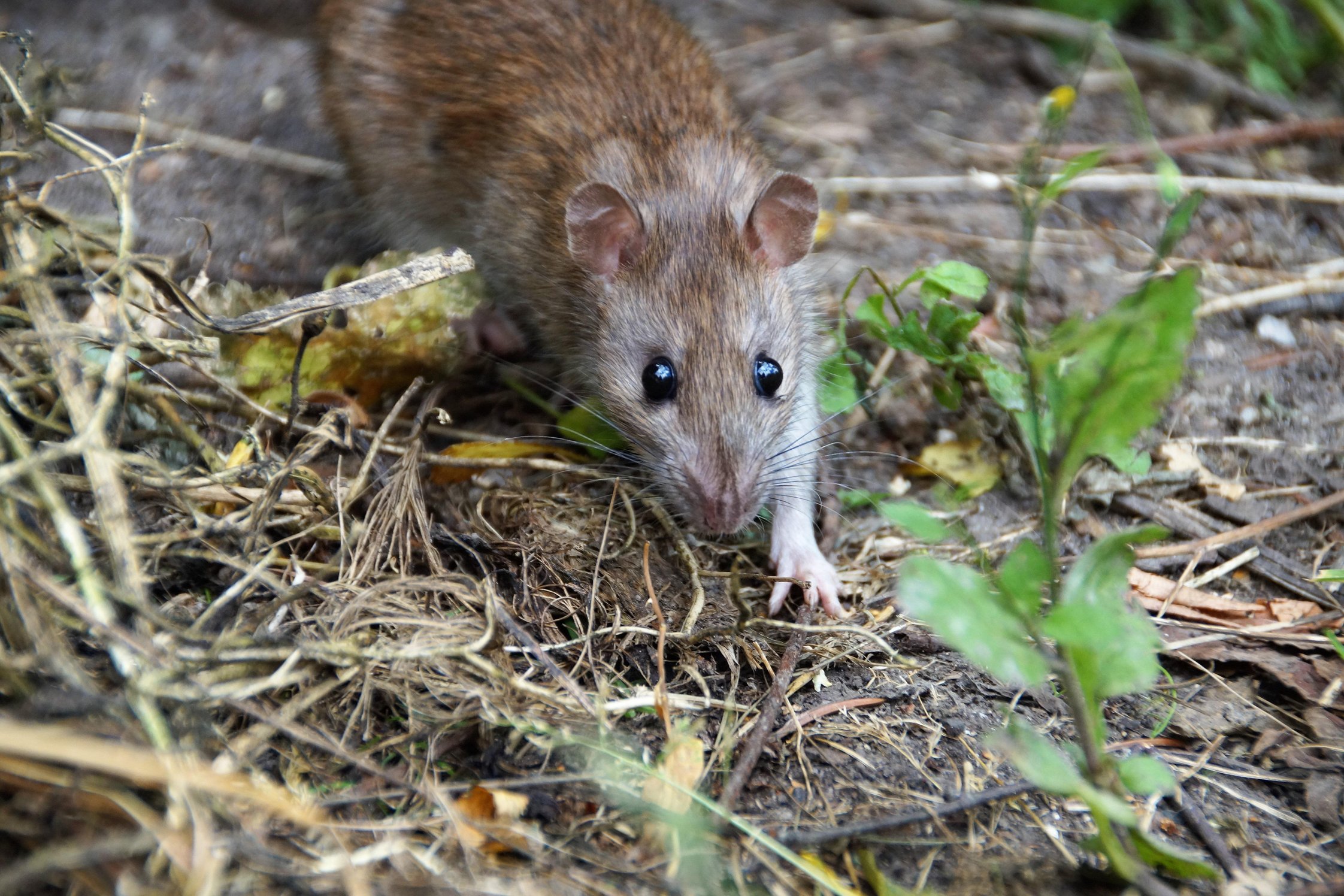 Eine Maus kriecht über Erdboden, auf den Betrachter zu.