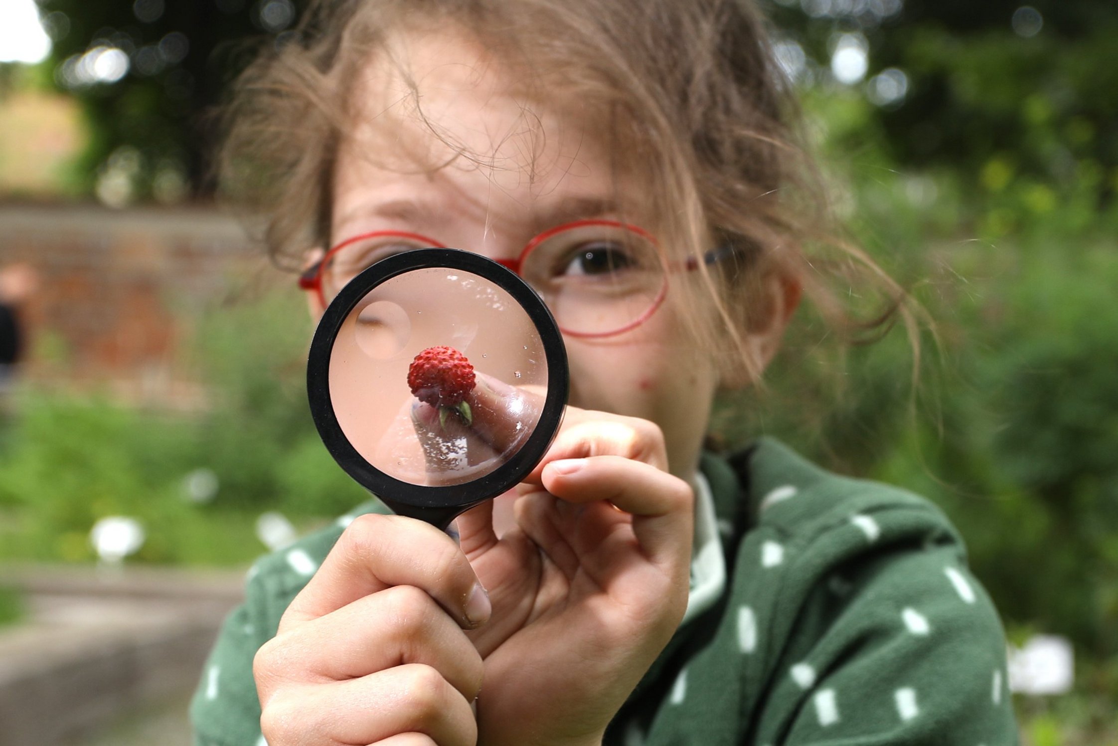 Ein Mädchen untersucht eine Walderdbeere im Klostergarten mit einer Lupe.