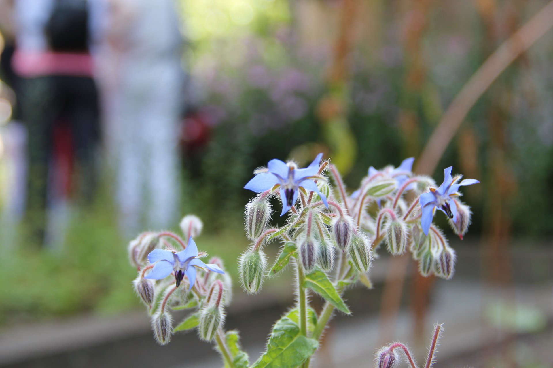 Borretsch, eine blaue Blume, blüht im Klostergarten. Foto: Ines Darr