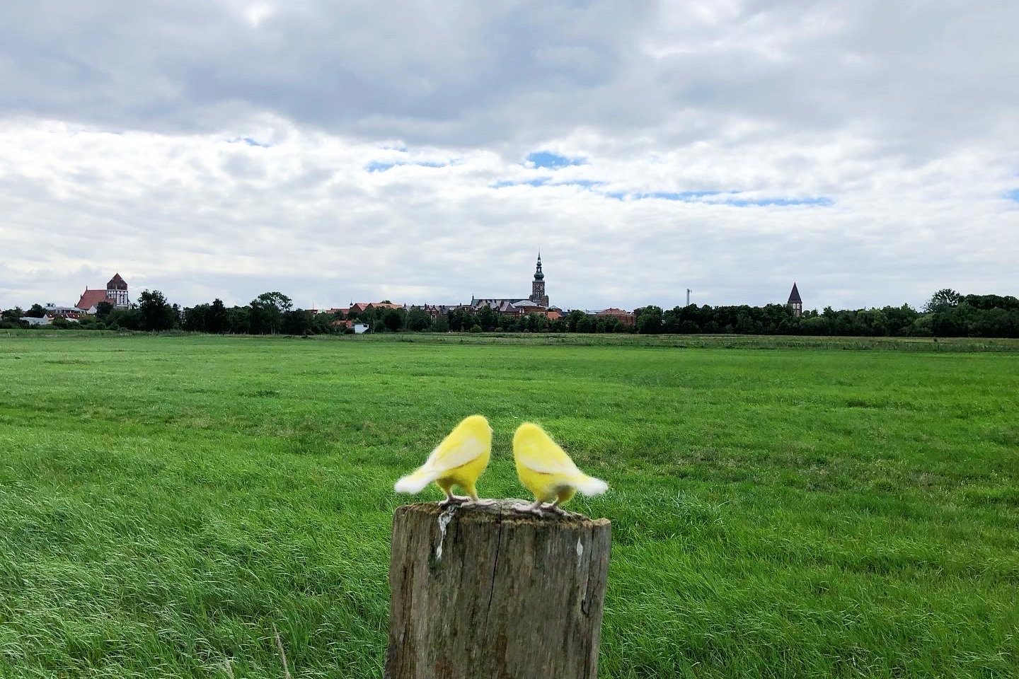 Die Kanarienvögel Roman & Tik auf den Wiesen bei Greifswald, in Rückansicht auf einem Holzpfahl sitzend. Im Hintergrund die Stadtsilhouette Greifswalds.