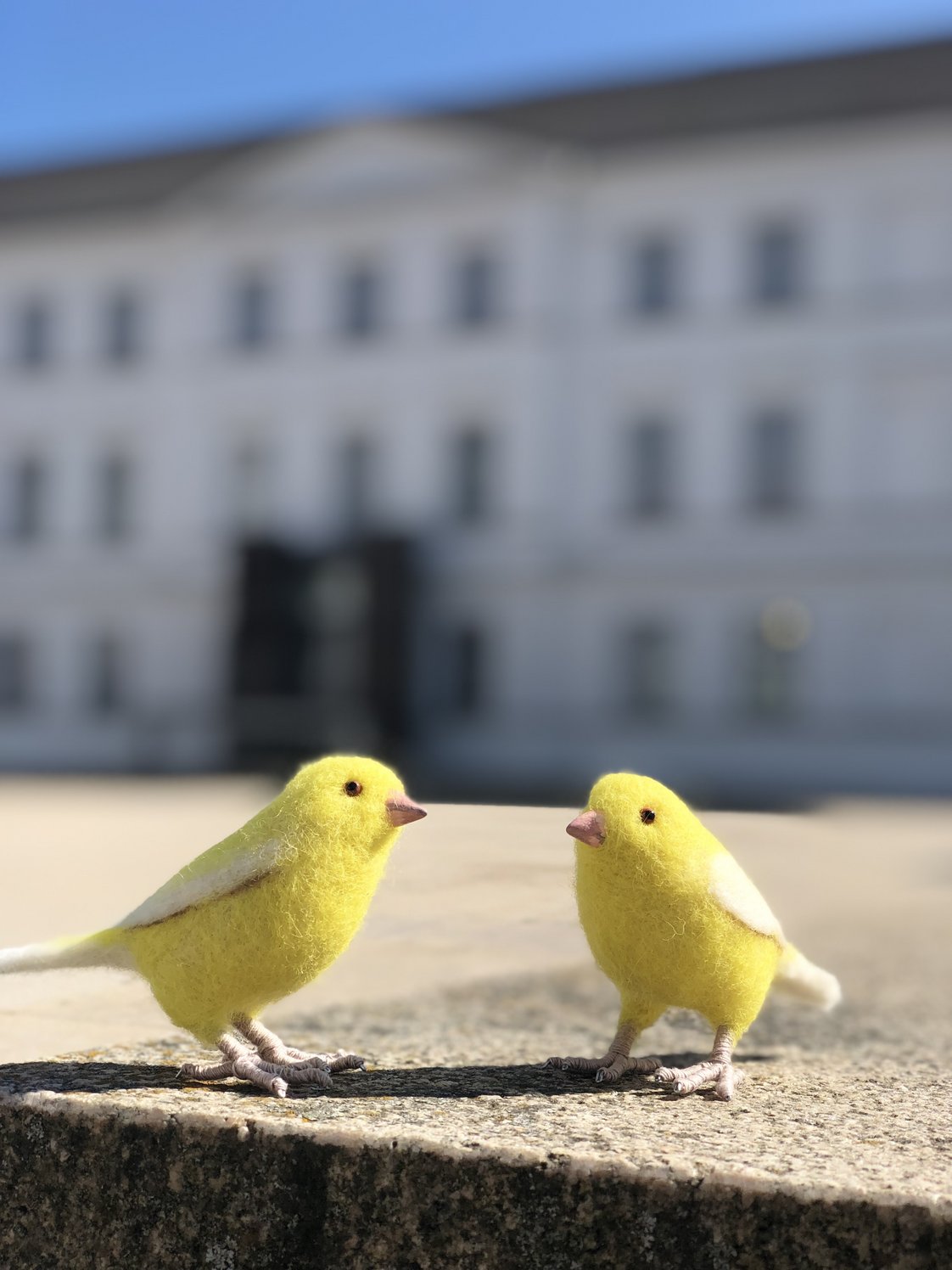 Zwei kleine gelbe Filz-Kanarienvögel, im Hintergrund unscharf die Fassade des Pommerschen Landesmusuems.