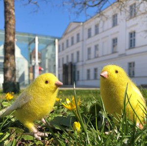 Zwei kleine gelbe Filz-Kanarienvögel auf einer grünen Wiese, im Hintergrund rechts die Fassade des Pommerschen Landesmusuems.